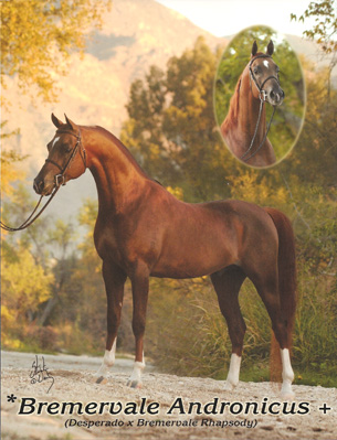 Bremervale Destiny - Arabian Stallion